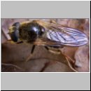 Cheilosia orthotricha - Erzschwebfliege w01.jpg